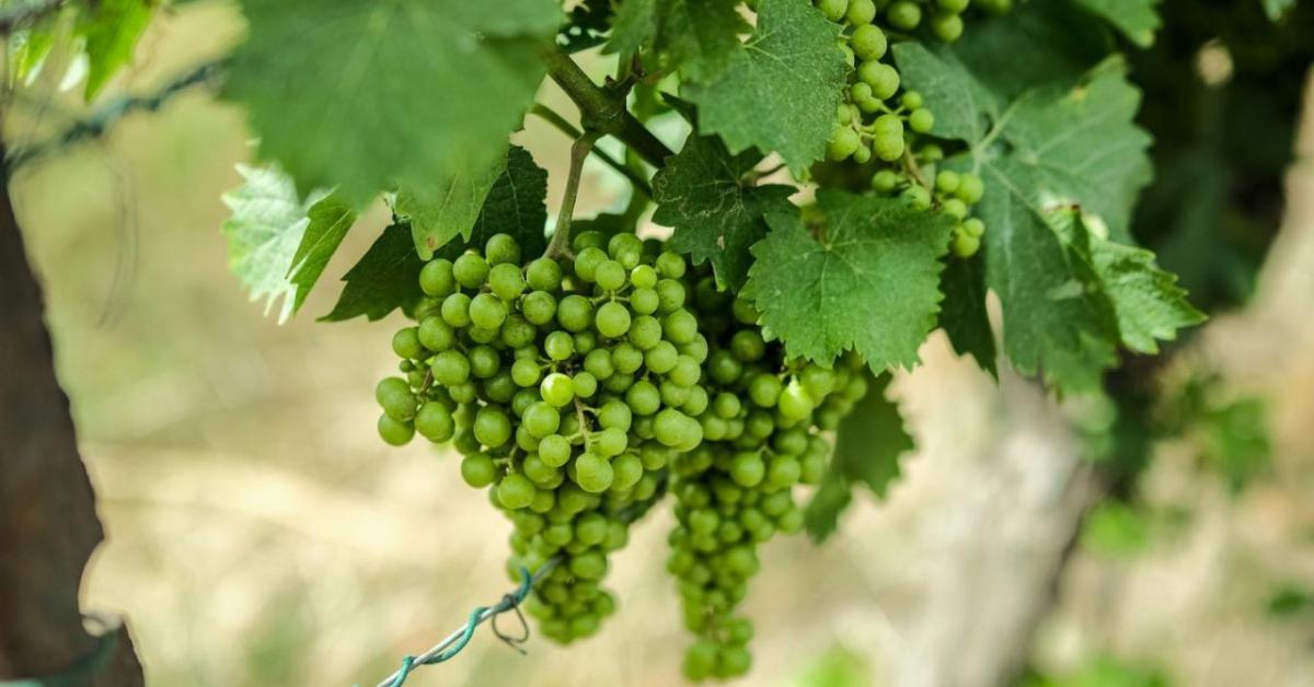 Szőlő peronoszpóra és lisztharmat elleni védelme júliusban