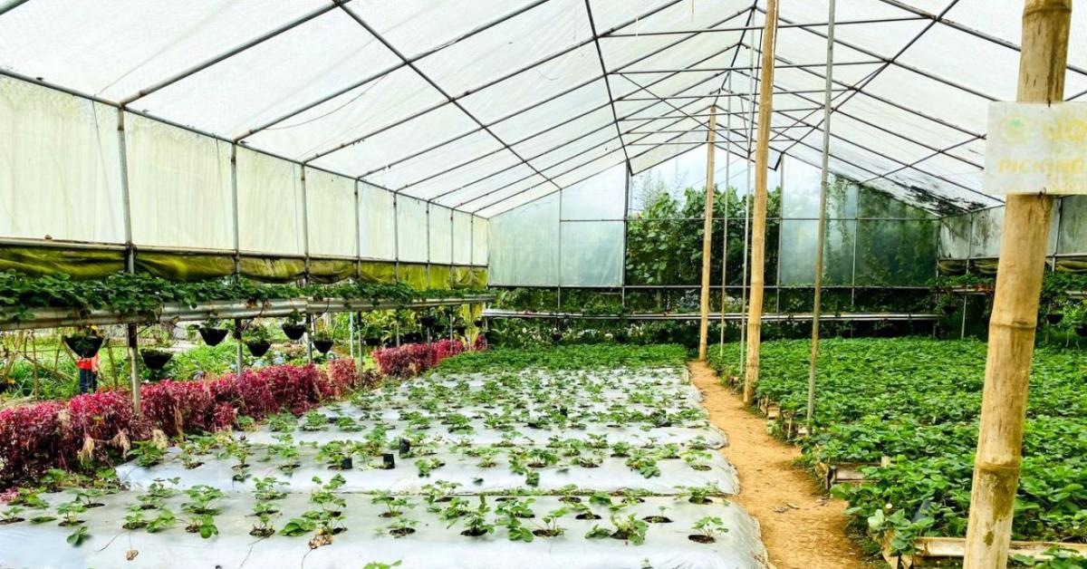 Fóliasátor szellőztetése és hűtése a júliusi extrém hőségben