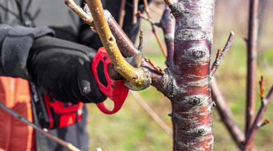 Metszés: 20–30 ezer a napszám, de kőkemény a meló