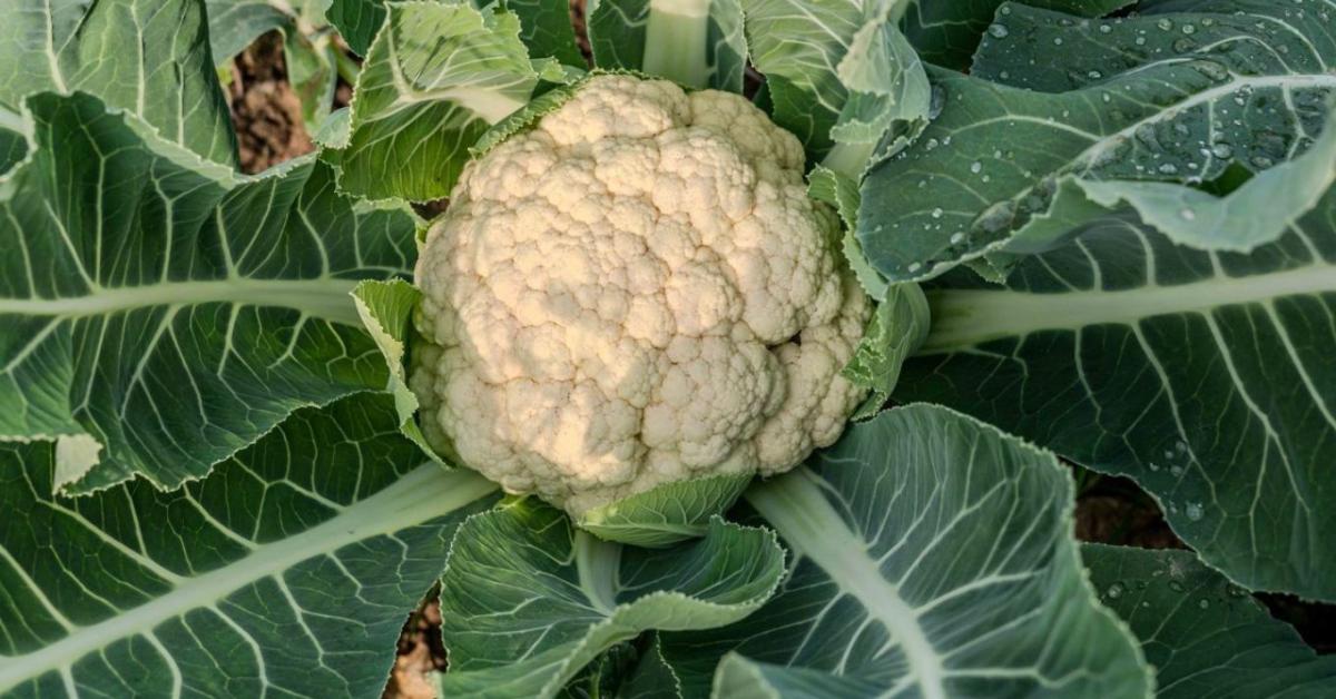 Karfiol takarása és levelek összekötése a hófehér fejekért Karfiol takarása és levelek összekötése a hófehér fejekért