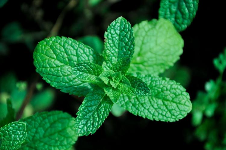 menta menta