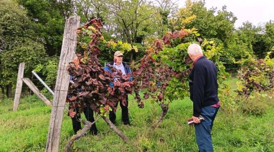 Több kultúra is célkeresztben – terjed a fitoplazma!