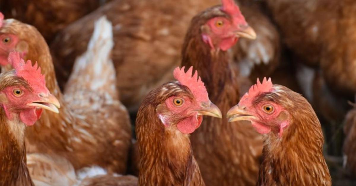 Kétmillió tyúk egyetlen telepen – hatalmas átrendeződés kapujában a tojáspiac