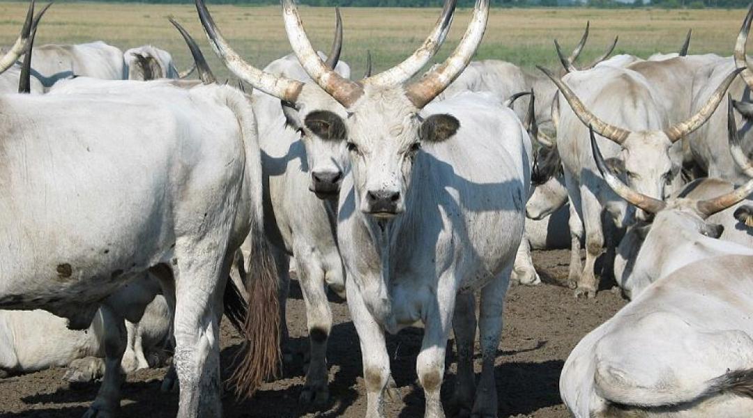 Miért lehet újra kulcsszereplő a magyar szürke? +VIDEÓ