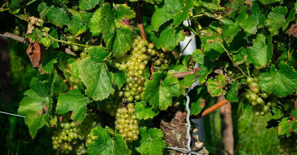 Szőlővédelem: a jó kondíció a talajnál kezdődik Szőlővédelem: a jó kondíció a talajnál kezdődik