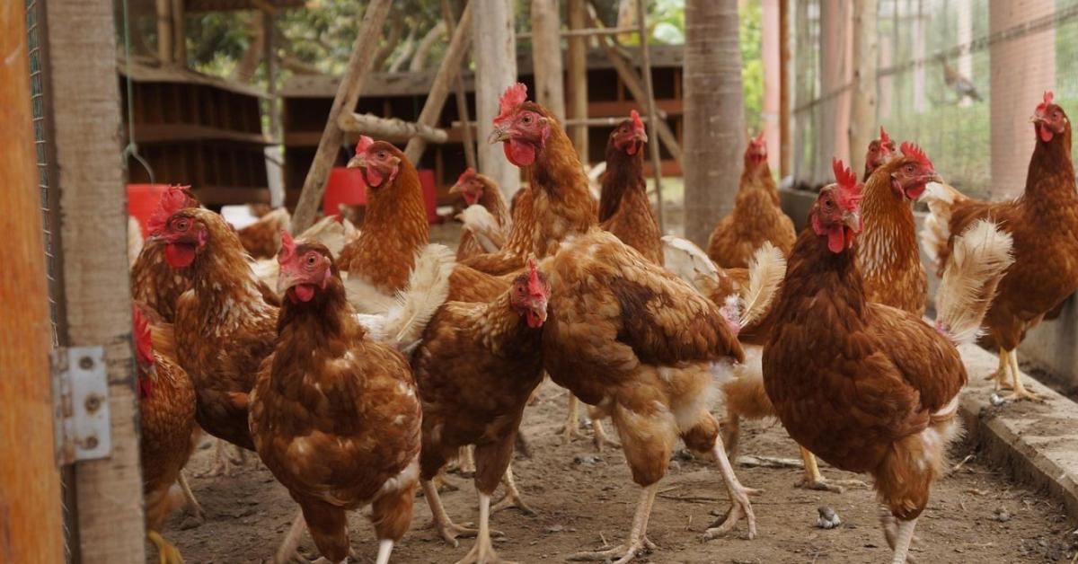 Újdonság a kötelező ENAR-adategyeztetésben: a baromfitartókra is vonatkozik