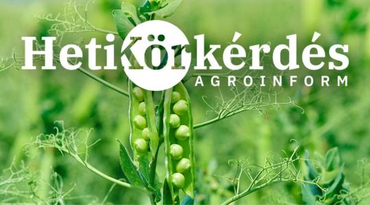 Milyen tápanyag-ellátási kritériumai vannak a magasabb fehérje-tartalom elérésének búzában, szójában, borsóban? – Heti Körkérdés