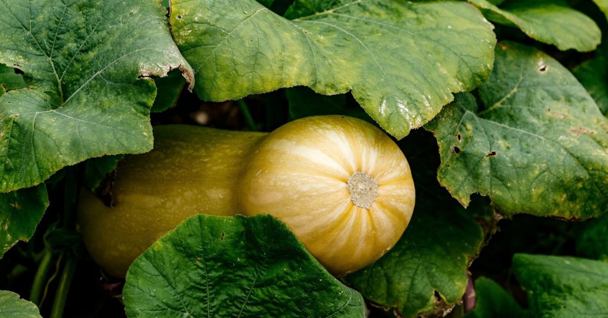 Sütőtök indák igazítása és ritkítása a nagyobb termésméretért Sütőtök indák igazítása és ritkítása a nagyobb termésméretért