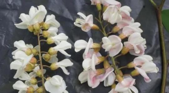 Most dől el az akácméz jövője? A méhészek nem vártak tovább Most dől el az akácméz jövője? A méhészek nem vártak tovább