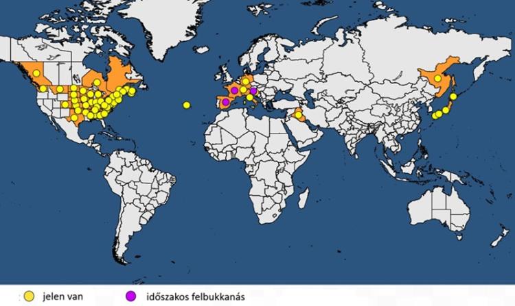 japán cserebogár elterjedése japán cserebogár elterjedése