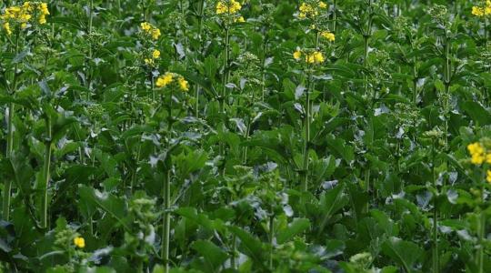 Ha már látod a tüneteket, elkéstél: A repce szárormányos elleni védekezés kritikus időpontjai