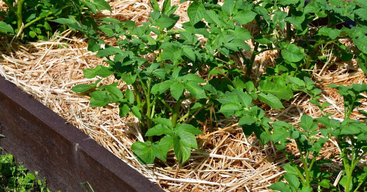 Talajmulcsozás szalmával és fűnyesedékkel: a rétegvastagság szabályai