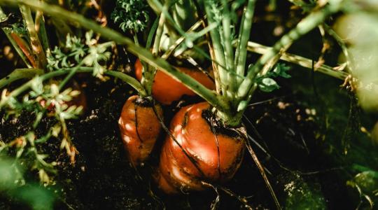 Sárgarépalégy elleni védekezés júliusban: hálós takarás és társültetés Sárgarépalégy elleni védekezés júliusban: hálós takarás és társültetés