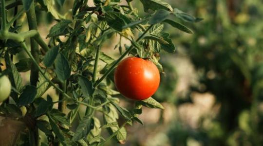 Paradicsom hernyók kártétele: a gyapottok-bagolylepke elleni védekezés júliusban Paradicsom hernyók kártétele: a gyapottok-bagolylepke elleni védekezés júliusban