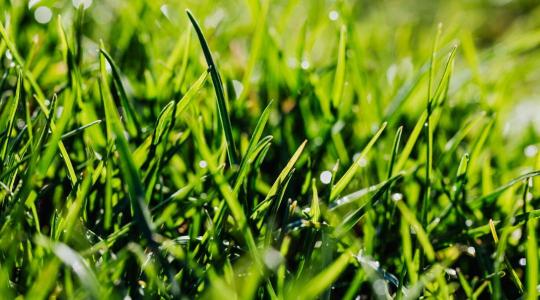 Gyep gombás betegségei júliusban: a dollárfolt és a fuzárium kánikulai tünetei Gyep gombás betegségei júliusban: a dollárfolt és a fuzárium kánikulai tünetei