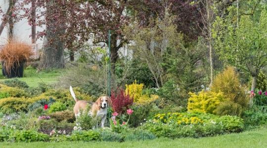 Vigyázz! Ezek a kerti növények veszélyesek a kutyádra!