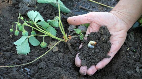 Cserebogár pajor elleni védekezés júliusban: hogyan mentsd meg a zöldségek gyökerét Cserebogár pajor elleni védekezés júliusban: hogyan mentsd meg a zöldségek gyökerét