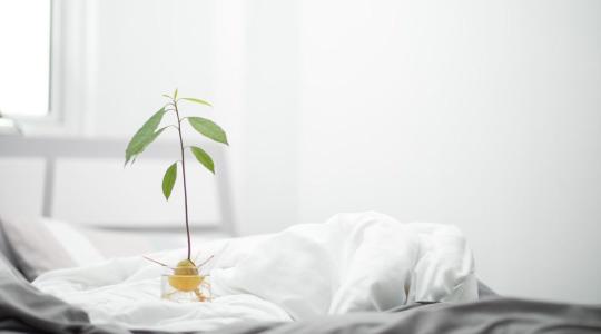 Avokádó nevelése magról és nyári gondozása: hogyan szoktasd ki a növényt a teraszra Avokádó nevelése magról és nyári gondozása: hogyan szoktasd ki a növényt a teraszra