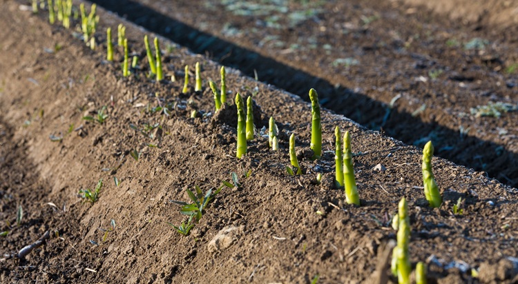 Az esők még jót is tettek a granadai spárgának Az esők még jót is tettek a granadai spárgának