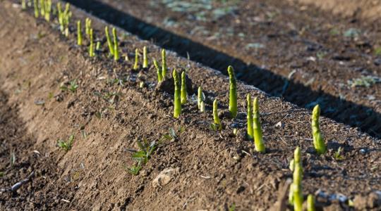 Túlzott volt a pánik az árvizek miatt – mondják a spárgások