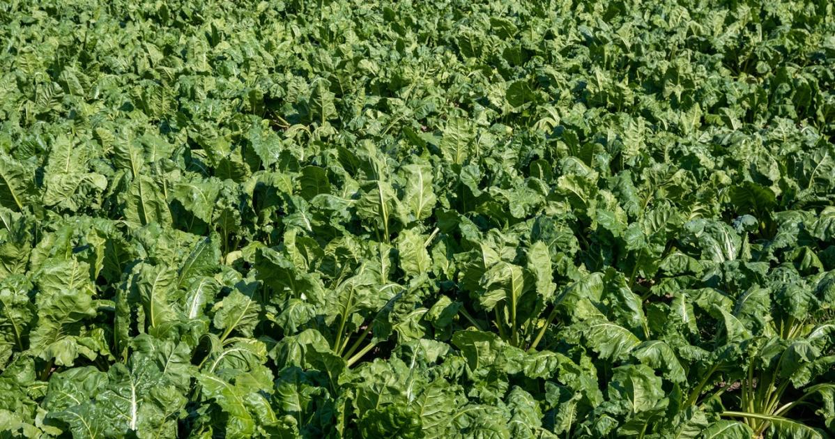 Lógatja a leveleit a cukorrépa – Mennyire ijedjünk meg ettől?