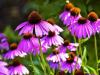 A növény, aminek a száraz kórója is kincset ér télen