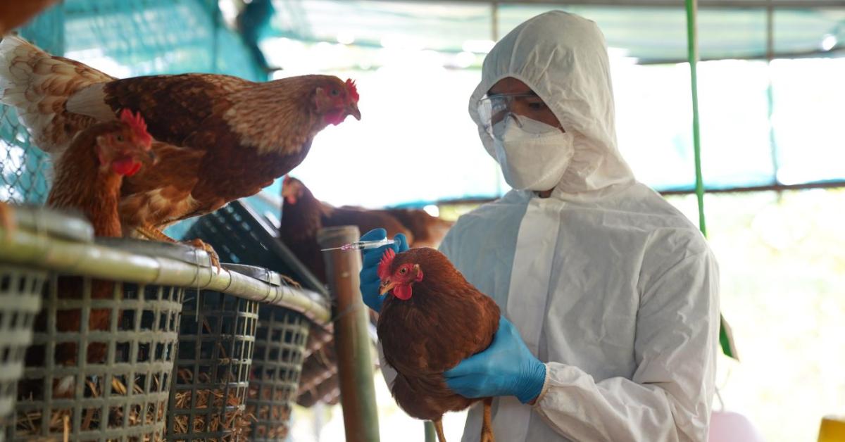 Szigorúbb ellenőrzések és új vakcinázási szabályok jöhetnek az uniós állattartó telepeken