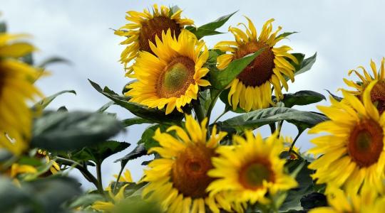 Gyomirtási technológia napraforgóban: preemergens és posztemergens megoldások