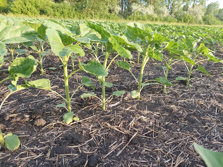 napraforgó napraforgó