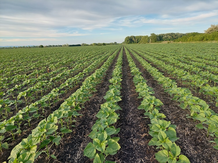 napraforgó napraforgó