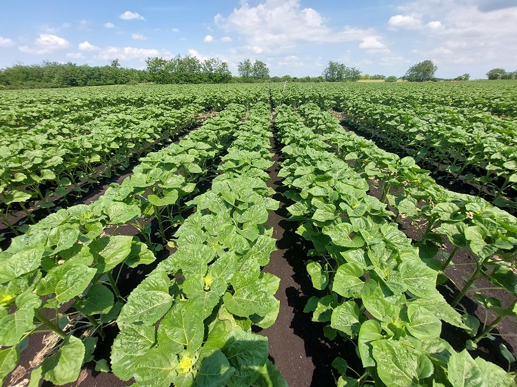 napraforgó napraforgó