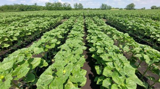 Az időzítés a kulcs a sikeres regulátorozáshoz