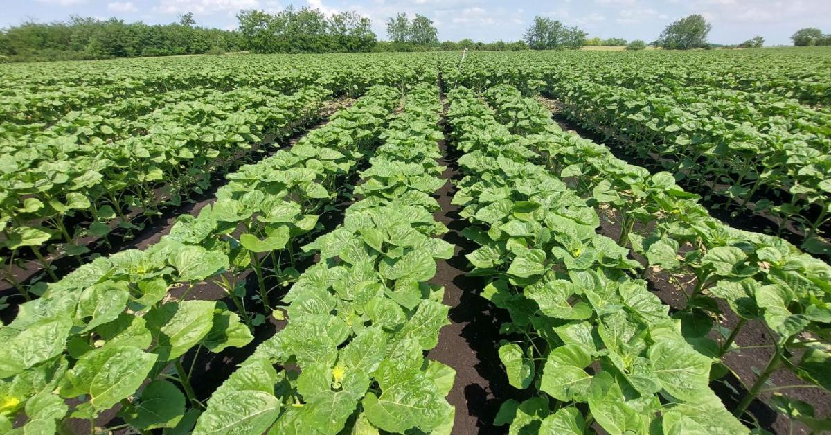 Az időzítés a kulcs a sikeres regulátorozáshoz