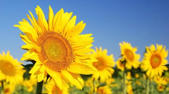 Hatékony védelem kiszámíthatatlan körülmények között