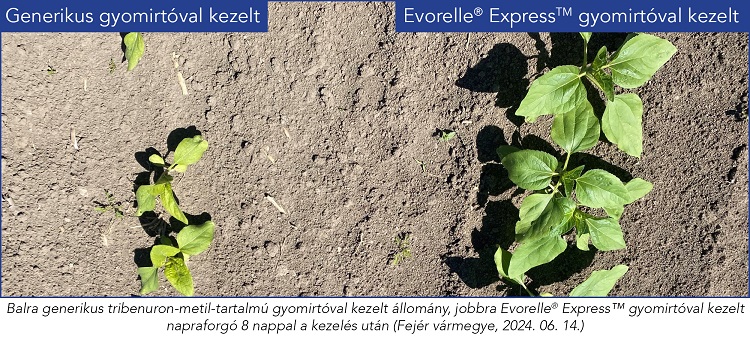 napraforgó napraforgó