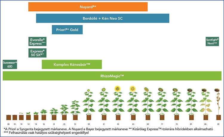 napraforgó napraforgó