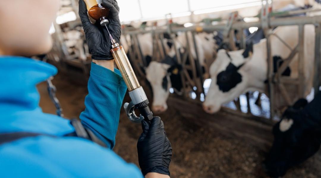 Már az emlősökre vadászik a madárinfluenza: egy lépéssel közelebb az emberhez