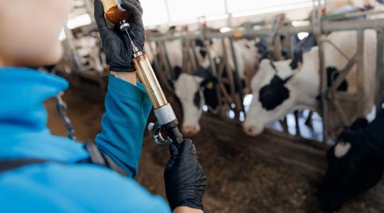 Már az emlősökre vadászik a madárinfluenza: egy lépéssel közelebb az emberhez Már az emlősökre vadászik a madárinfluenza: egy lépéssel közelebb az emberhez