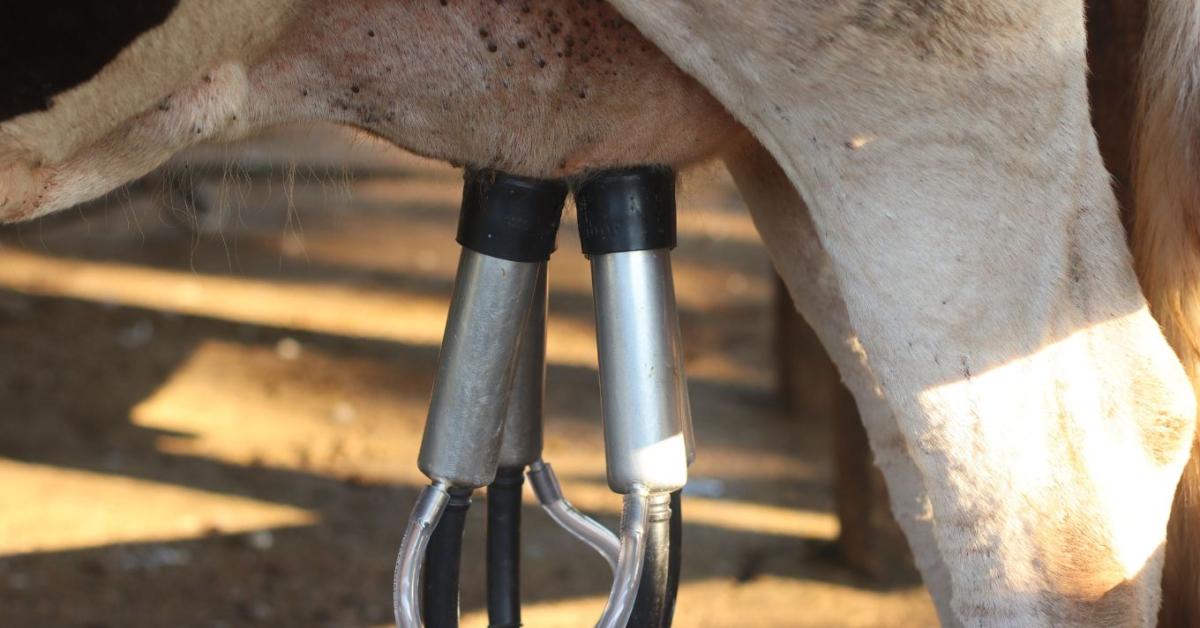 Kukorica és tejpiac: ezek lehetnek az agrárium gyenge pontjai