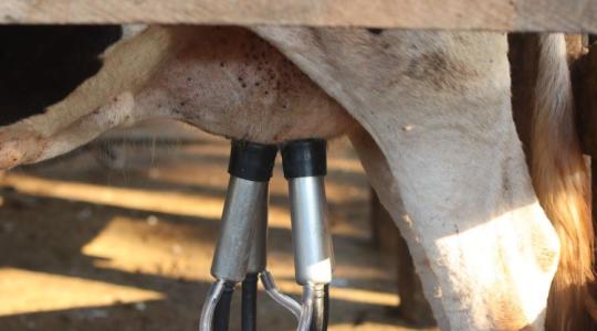 Kukorica és tejpiac: ezek lehetnek az agrárium gyenge pontjai Kukorica és tejpiac: ezek lehetnek az agrárium gyenge pontjai
