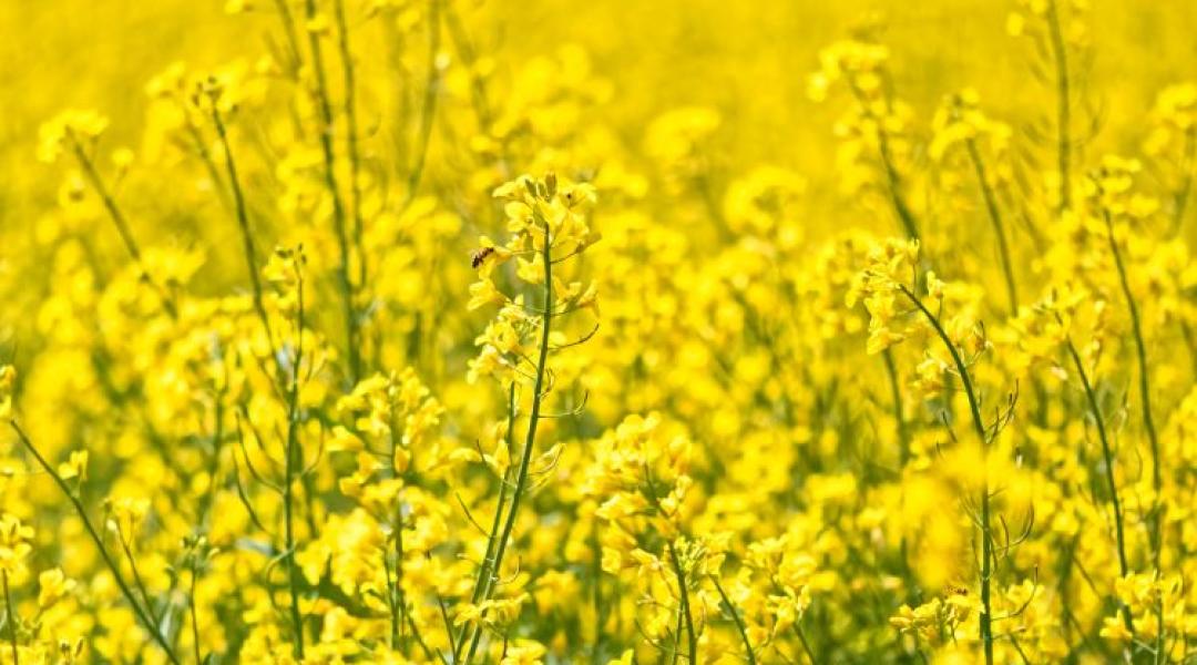 Megtartsuk-e a repcét? Szakmai döntések vízhiány és költségek között