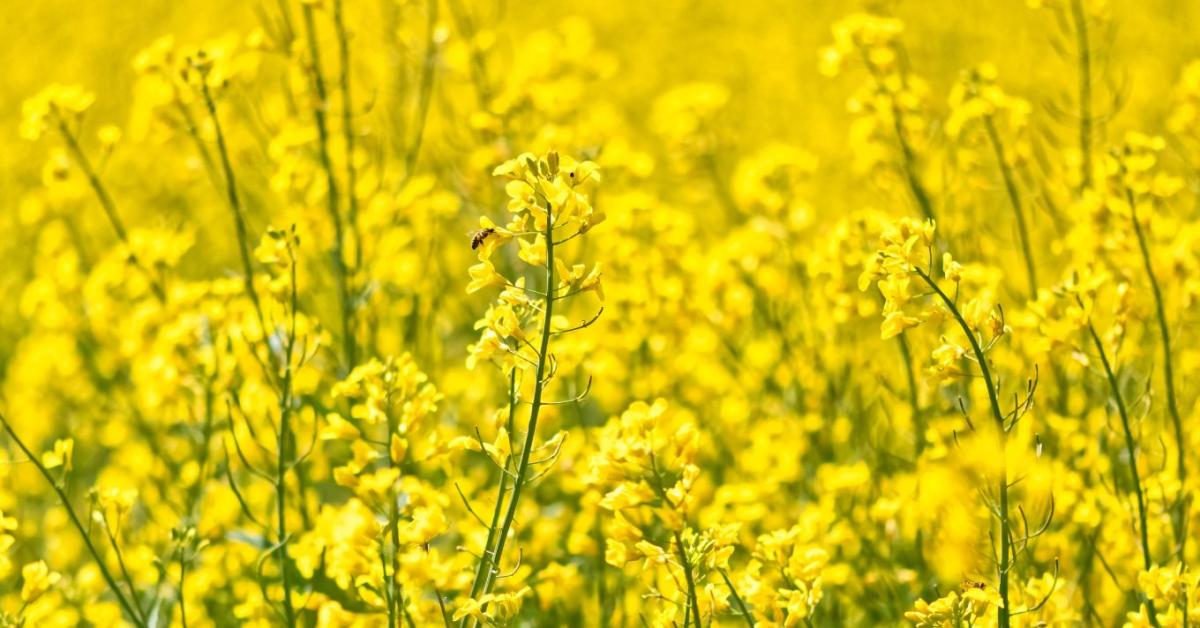 Megtartsuk-e a repcét? Szakmai döntések vízhiány és költségek között