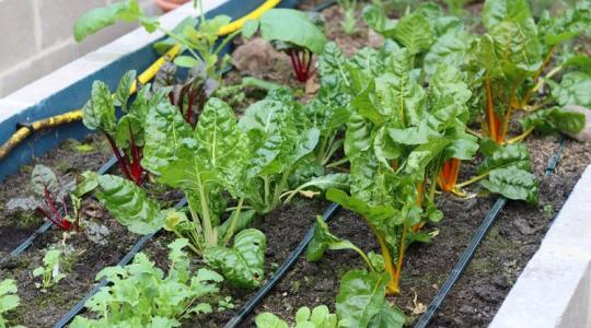 Először lesz veteményesed? Segítünk, hogy elkerüld a hibákat és könnyedén legyen bőséges termésed! Először lesz veteményesed? Segítünk, hogy elkerüld a hibákat és könnyedén legyen bőséges termésed!