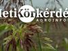 Célpont a fenyércirok! Az időzítésen múlik a tarlókezelés sikere – Heti Körkérdés