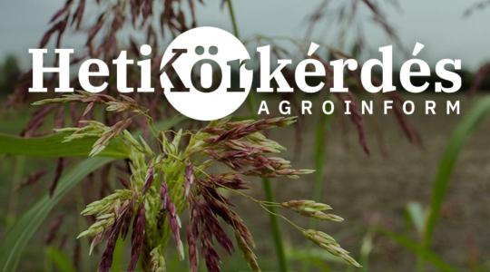 Célpont a fenyércirok! Az időzítésen múlik a tarlókezelés sikere – Heti Körkérdés Célpont a fenyércirok! Az időzítésen múlik a tarlókezelés sikere – Heti Körkérdés