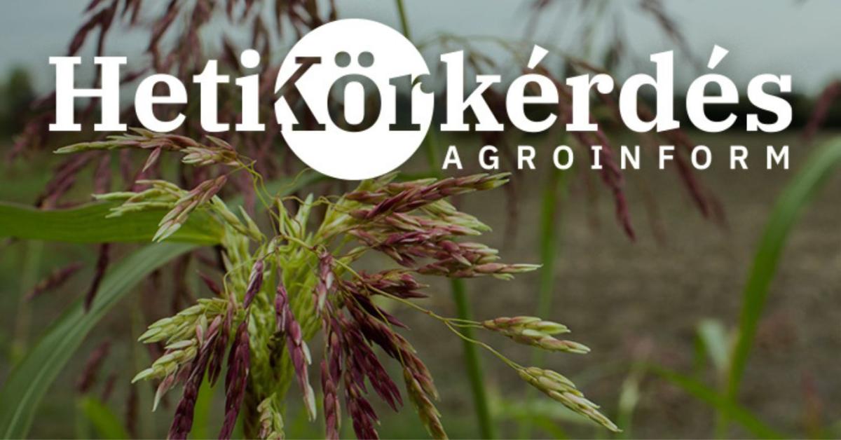 Célpont a fenyércirok! Az időzítésen múlik a tarlókezelés sikere – Heti Körkérdés
