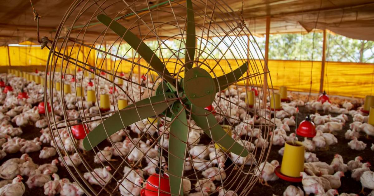 Állati hullahegyek a francia hőségben