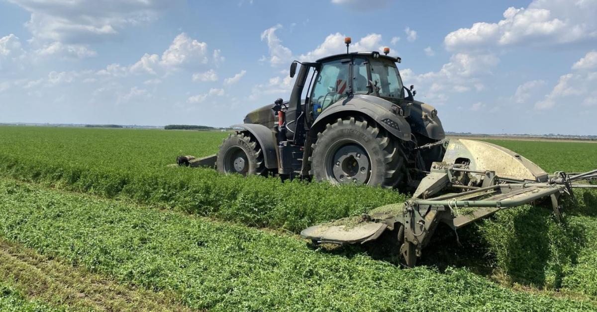 Aszályban is többet tud? A Dobrogea lucerna új alternatívát kínál a magyar gazdáknak