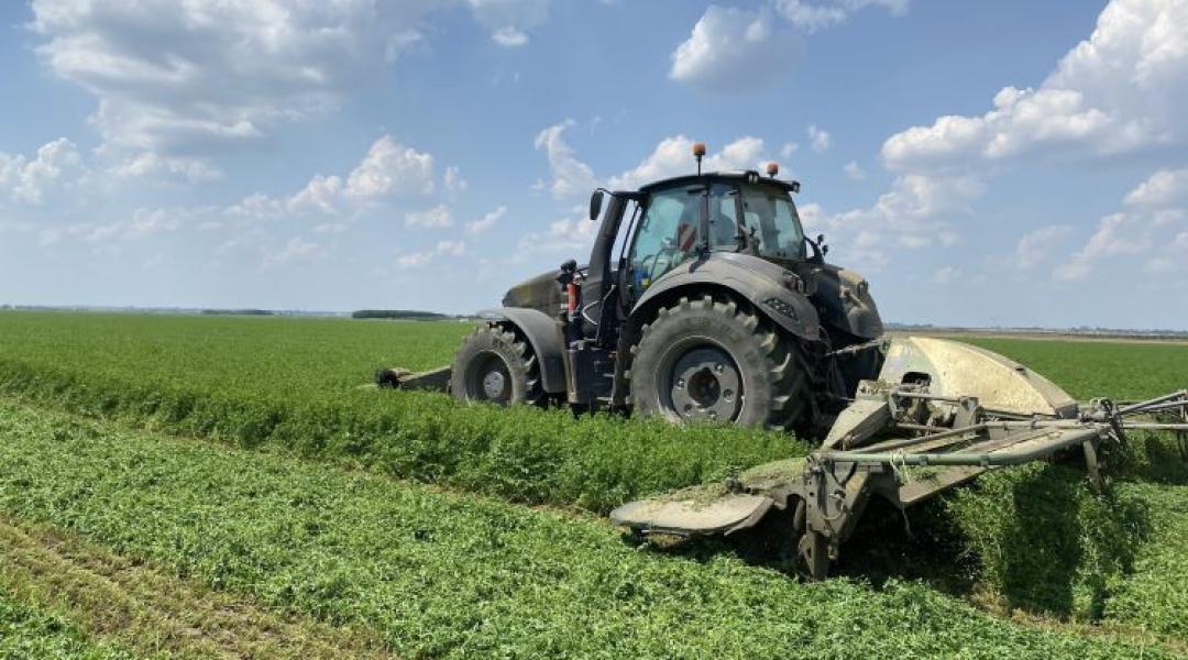 Aszályban is többet tud? A Dobrogea lucerna új alternatívát kínál a magyar gazdáknak