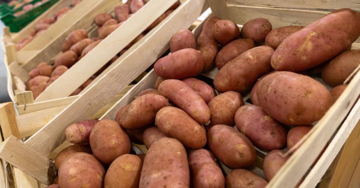 5065 hektár sorsa a tét: így menthetik meg a hazai vásárlók a magyar burgonyát